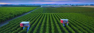 Oregon berry farms