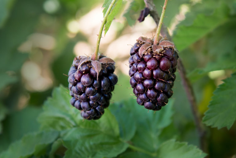 Boysenberry Oregon Raspberries & Blackberries
