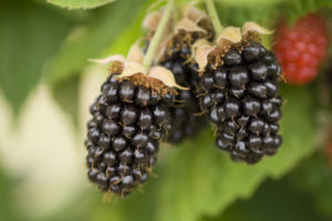 marion blackberry marionberry