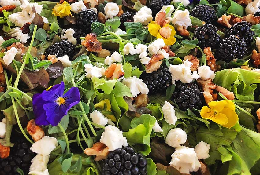 oregon berries a well crafted party blackberry edible flower salad with honey goat cheese