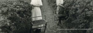 oregon berries history OSU libraries SCARC oregondigital df70cv08