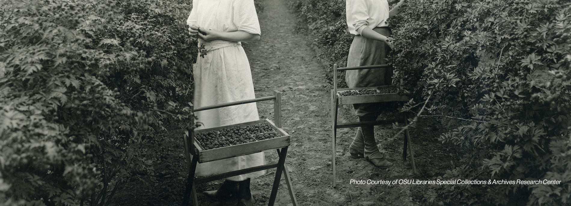 Raspberry Origin Country A Brief History - Oregon Raspberries & Blackberries