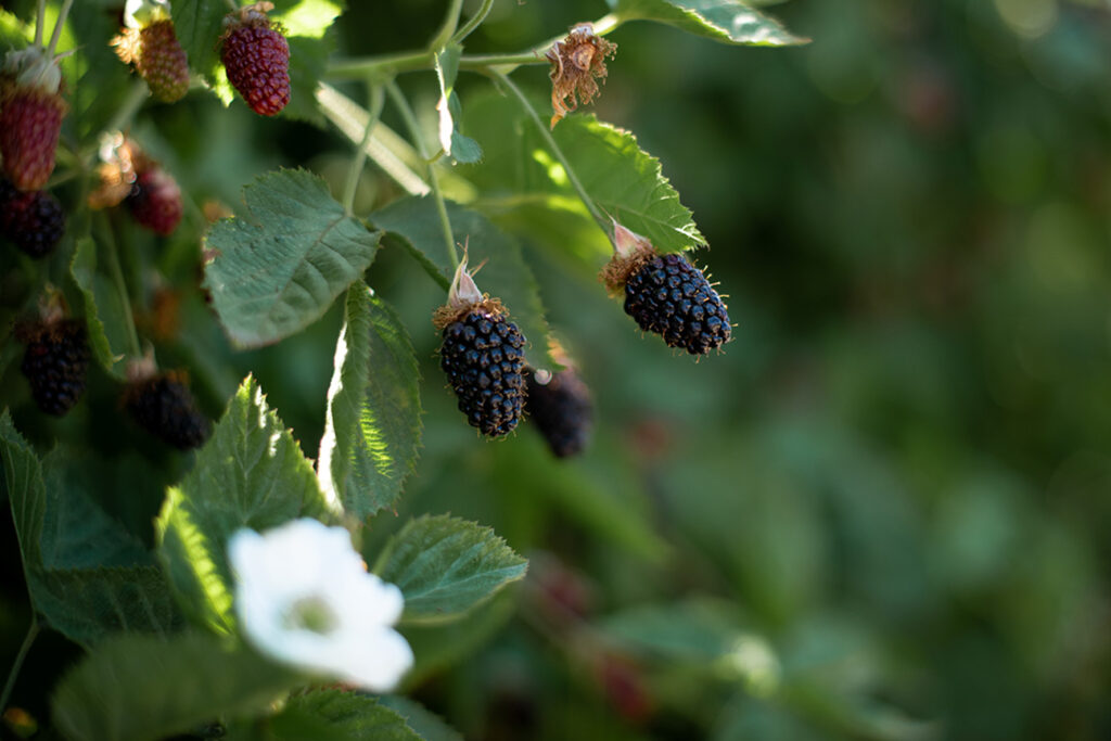 orbc 2022 columbia sunrise blackberry variety