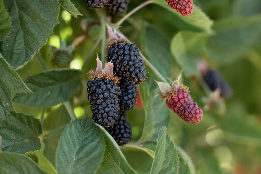 orbc 2022 halls beauty blackberry variety